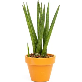 Gardners Sansevieria Cylindrica spagetti, průměr 6 cm Sanseveria, Tchýnin jazyk, Tenura
