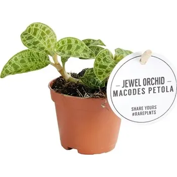 Gardners Macodes petola Jewel orchid, průměr 6 cm Orchidej