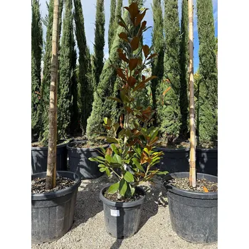 Sazenice Magnolia grandiflora - 160/180cm - výška 160/180cm