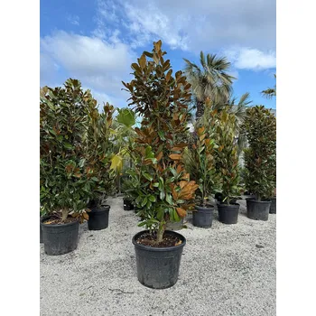 Sazenice Magnolia grandiflora - 220/250cm