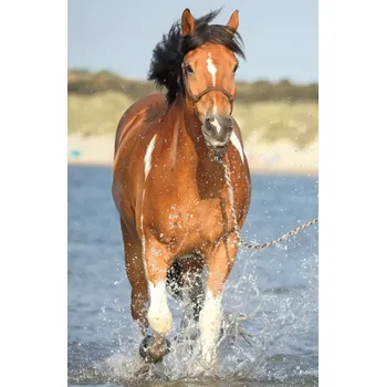 TREFL Puzzle Svět koní: Osvěžení v řece 54 dílků