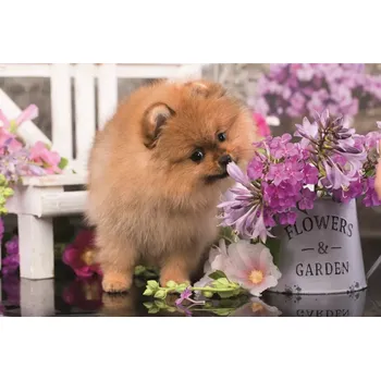 Puzzle TREFL Puzzle Roztomilá zvířátka: Zvědavé štěně 54 dílků