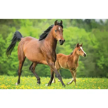 TREFL Puzzle Svět koní: Klisna s hříbětem 54 dílků