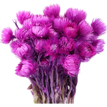 Sušená kytice Capblumen brombeer, 50 g, fialová