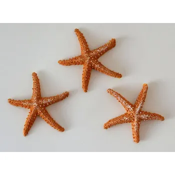 Mořská hvězdice se samolepkou