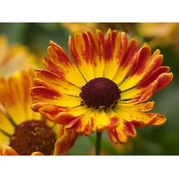 Sazenice Záplevák x hybridum 'Fuego' - Helenium x hybridum 'Fuego' Balení: kontejner p11