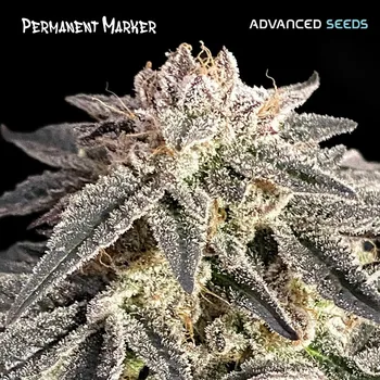 Pěstitelství Advanced Seeds Permanent Marker Počet ks Feminizované: 1