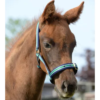Bucas Ohlávka Dublin Bucas, atlantic/silver COB
