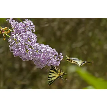 Sazenice Venkovní keř - Syringa vulgaris mix barev