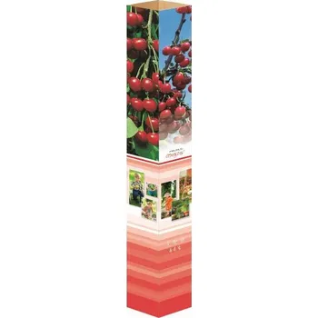 Sazenice Hruška Conference 90 cm