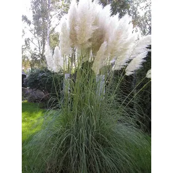 Pampová tráva - Pampagras