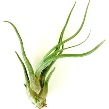 Gardners Tillandsia caput medusae Tillandsie, kykatka