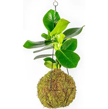 Gardners Kokedama Clusia rosea (L) Klusie