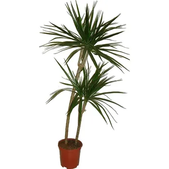 Sazenice Dracaena marg magenta 2 kmeny 80 cm