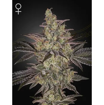 Semeno Greenhouse seeds Auto Frosted Guava Počet ks Feminizované: 1