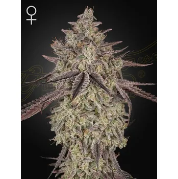 Semeno Greenhouse seeds Skywalker Auto Počet ks Feminizované: 1