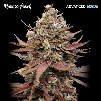 Pěstitelství Advanced Seeds Mimosa Punch Počet ks Feminizované: 1