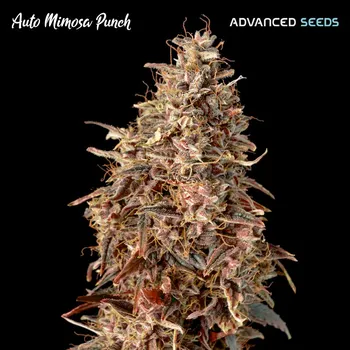 Semeno Advanced Seeds Auto Mimosa Punch Počet ks Feminizované: 1