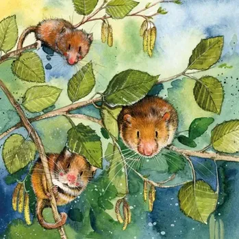 Přání v obálce Dormice, plch od ALEX CLARK 14*14 cm (Blahopřání s myškou)