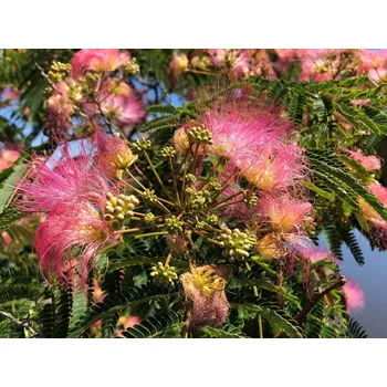 Sazenice Albízie růžová kontejner C30