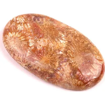 Přírodní kámen Kabošon Fossil Coral č.2085 (45x26x7mm)