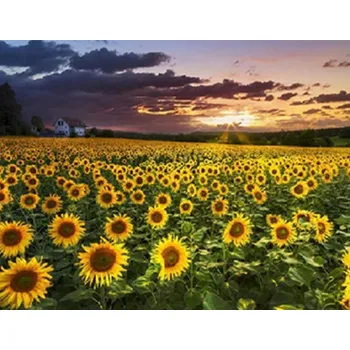 Diamantové malování Gaira® Diamantové malování Slunečnice D0795