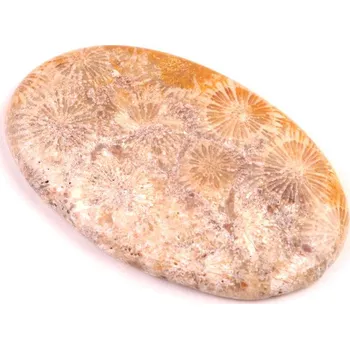 Přírodní kámen Kabošon Fossil Coral č.2077 (55x34x6mm)