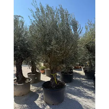 Sazenice Olivovník Evropský - Cordoba Extra CH_60/70