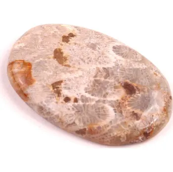 Přírodní kámen Kabošon Fossil Coral č.2088 (40x26x6mm)