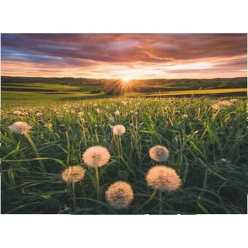 Ravensburger Pampelišky v západu slunce 500 dílků