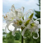 Ismena peruánský narcis 18/20 1 ks