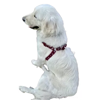 Postroj pro psa Postroj pro psa tlapky 25mm (Psí potřeby velký pes)