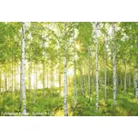 Fototapeta Komar - Sunday 8-519