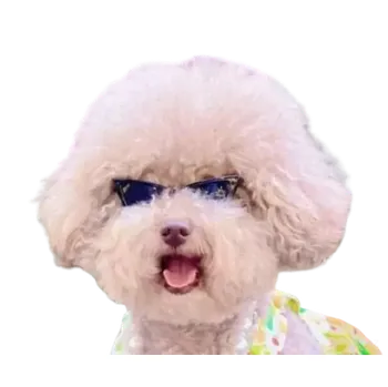 Obleček pro psa Černé sluneční brýle pro psa, kočku (Letní potřeby pro zvířata)