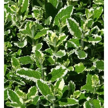 Sazenice Máta ananasová ´ANANASMINZE´, kont. 0,5 l