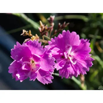 Sazenice Hvozdík zahradní Mountain Frost 'Pink Twinkle' - Dianthus Mountain Frost 'Pink Twinkle' Balení: kontejner p11