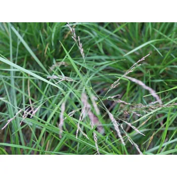 Sazenice Metlice trsnatá 'Pixie Fountain' - Deschampsia caespitosa 'Pixie Fountain' Balení: kontejner p11