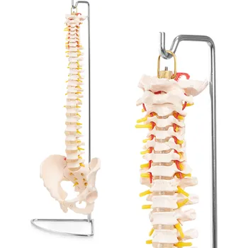 anatomický model Anatomický model lidské páteře s pánví