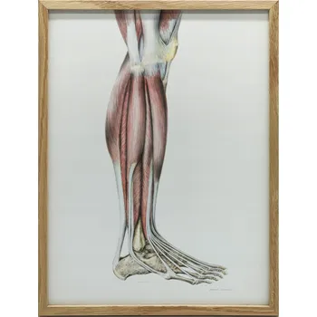 Obraz ANATOMICKÝ PLAKÁT – SVALY BÉRCE, PRAVÁ DOLNÍ KONČETINA, 30x40 CM, V RÁMU
