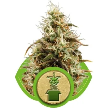 Semeno Royal Queen Seeds | Royal Jack Automatic - 3 ks