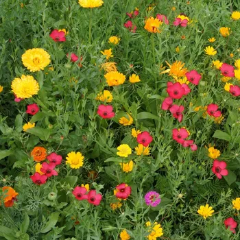 Semeno Červánková louka - osivo Černý Biopro - směs letniček - 20 g