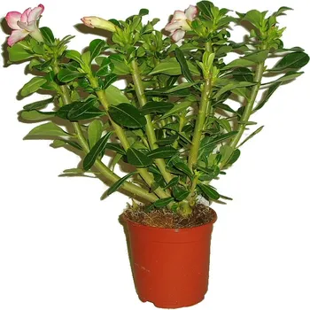 Sazenice Adenium - pouštní růže 20 cm