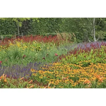 Květináč Třapatka FloraSelf Rudbeckia fulgida 'Goldsturm' 5-70 cm květináč 0,5 l