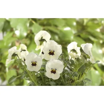 Květináč Maceška drobnokvětá Viola Ø 9 cm květináč 1 ks různé druhy