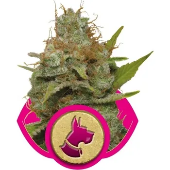 Semeno Royal Queen Seeds | Kali Dog - 3 ks
