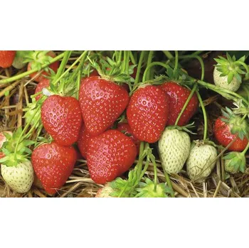 Semeno Jahoda BIO 'Malwina' FloraSelf Floralie Gardening with kids květináč Ø 9 cm, pozdní odrůda s vynikající chutí