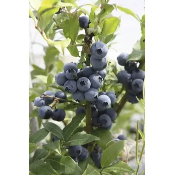 Květináč Borůvka BIO FloraSelf Bio Vaccinium corymbosum 'Hortblue Petite' květináč 3 l