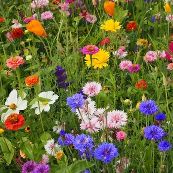 Semeno Strakonická louka - osivo Černý Biopro - směs letniček - 20 g