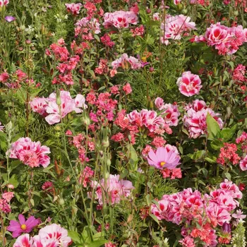 Semeno Lednická radost - osivo Černý Biopro - směs letniček - 20 g