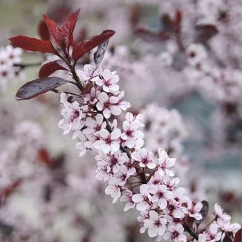 Sazenice Slivoň trpasličí myrobalán FloraSelf Prunus cistena polokmen 125 cm 150-175 cm květináč 18 l